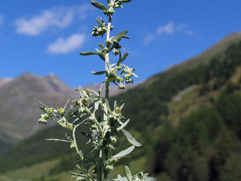 Artemisia absinthium L. / Assenzio vero